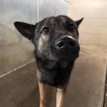 German Shepherd Dog Dogs Available for Adoption in Edinburg, Texas - Poe | PetCurious