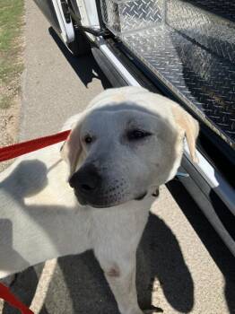 Mixed Breed Dogs Available for Adoption in Dallas, Texas - MABLE | PetCurious