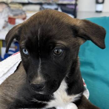 Mixed Breed Dogs Available for Adoption - Spruce | PetCurious