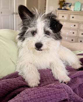 Cairn Terrier Dogs Available for Adoption - Spike | PetCurious