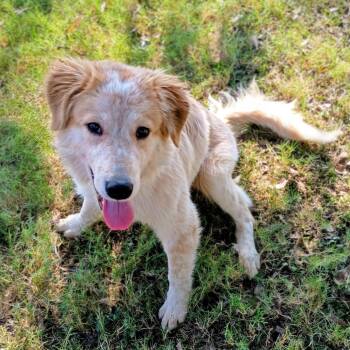 Rescue Great Pyrenees and Cattle Dog Dogs for Adoption in Corsicana, Texas - Bumble D47261 | PetCurious