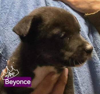 Rescue Australian Shepherd and Pit Bull Terrier Dogs for Adoption in Syracuse, New York - Beyonce | PetCurious