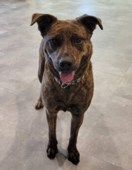 Australian Cattle Dog Blue Heeler and Mountain Cur Dogs Available for Adoption - Bristol | PetCurious