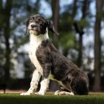 North -  Wirehaired Terrier and Mixed Breed Dog for Adoption in Jupiter, Florida - North | PetCurious