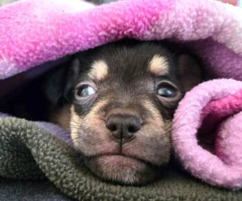Chihuahua and Pug Dogs Available for Adoption - Inigo Montoya TX | PetCurious