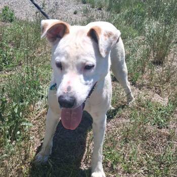 Labrador Retriever and Mixed Breed Dogs Available for Adoption in Hackett, Arkansas - Wilson | PetCurious