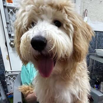 Milo -  Goldendoodle Dog Available for Adoption - Milo | PetCurious