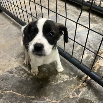 Soy -  Terrier and Mixed Breed Dog for Adoption in Clanton, Alabama - Soy | PetCurious