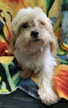 Falkor -  Shih Tzu Dog for Adoption in Massena, New York - Falkor | PetCurious