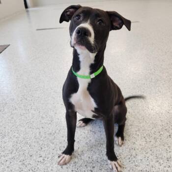 Pit Bull Terrier Dogs Available for Adoption - Amelia | PetCurious