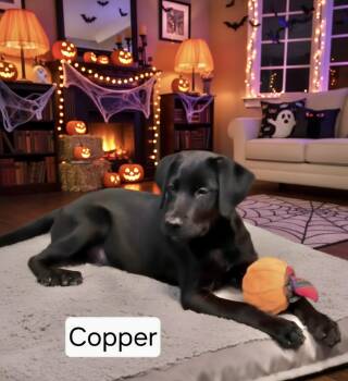 Copper -  Labrador Retriever Dog for Adoption in Manchester, Connecticut - Copper | PetCurious
