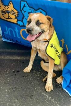 Joey -  Australian Cattle Dog Blue Heeler and Mixed Breed Dog for Adoption in Maryville, Tennessee - Joey | PetCurious