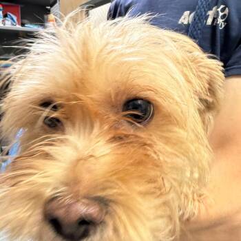 Taco -  Mixed Breed Dog Available for Adoption in Philadelphia, Pennsylvania - Taco | PetCurious