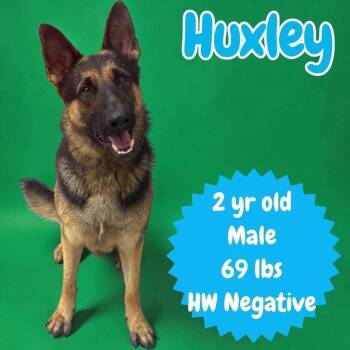 Huxley -  German Shepherd Dog Dog for Adoption in Ringwood, New Jersey - Huxley | PetCurious