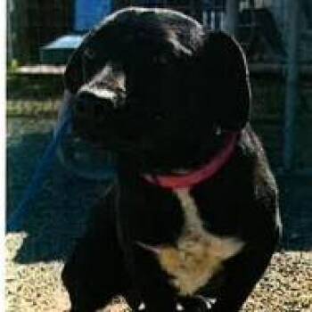Cattle Dog Dogs Available for Adoption in Long Beach, California - Marie | PetCurious
