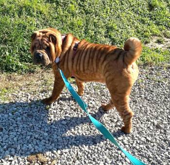 Shar Pei Dogs Available for Adoption in Salamanca, New York - Kyree Sue | PetCurious