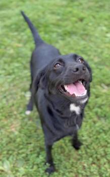 Bella -  Black Labrador Retriever and Border Collie Dog for Adoption in Lexington, Kentucky - Bella | PetCurious