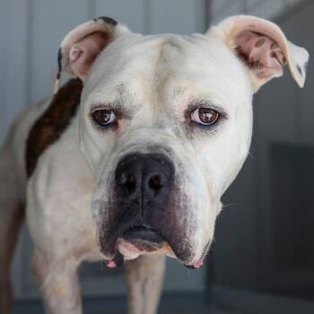 Gentle Giant -  American Bulldog and Mixed Breed Dog for Adoption in Bradenton, Florida - Gentle Giant | PetCurious