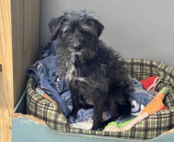 Schnauzer and Poodle Dogs Available for Adoption - Buddy (aka Penne) | PetCurious