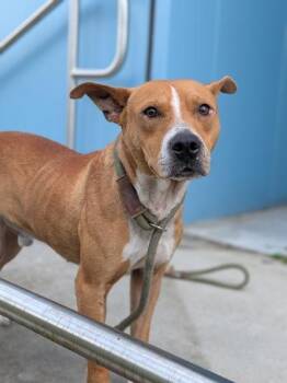 Pit Bull Terrier and Mixed Breed Dogs Available for Adoption in New Orleans, Louisiana - Maxwell | PetCurious