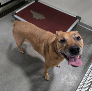 Rescue Mixed Breed Dogs for Adoption in West Chester, Pennsylvania - Malorie | PetCurious