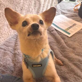 Chihuahua Dogs Available for Adoption in San Francisco, California - New Wave 14004 | PetCurious