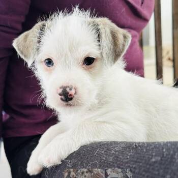Terrier Dogs Available for Adoption - Snow Moon *available To Meet On 3/7 And 3/8 From 12-4* | PetCurious