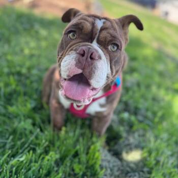 English Bulldog Dogs Available for Adoption in Turlock, California - Pablo | PetCurious