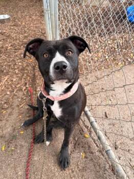 Dear Sam -  Mixed Breed Dog for Adoption in Cincinnati, Ohio - Dear Sam | PetCurious