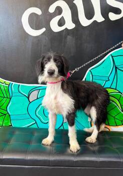PIPER -  Aussiedoodle Dog for Adoption in Vandergrift, Pennsylvania - PIPER | PetCurious