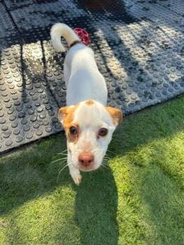 Rescue Chihuahua Dogs for Adoption in Williston, Vermont - Christoff | PetCurious