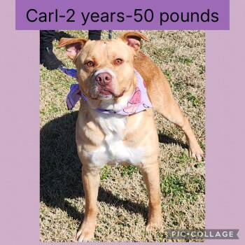 Mixed Breed Dogs Available for Adoption - Carl | PetCurious