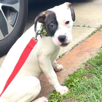Harvey -  American Bulldog and Pit Bull Terrier Dog for Adoption in Monroe, Michigan - Harvey | PetCurious