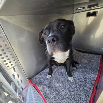 Midnite -  Mixed Breed Dog for Adoption in Philadelphia, Pennsylvania - Midnite | PetCurious