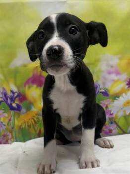 Terrier Dogs Available for Adoption in San Antonio, Texas - PALM TREE | PetCurious