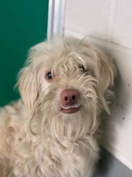 A254873 -  Cairn Terrier and Mixed Breed Dog for Adoption in Visalia, California - A254873 | PetCurious