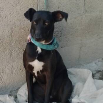 Yaira -  Shepherd and Belgian Shepherd Malinois Dog for Adoption in San Diego, California - Yaira | PetCurious
