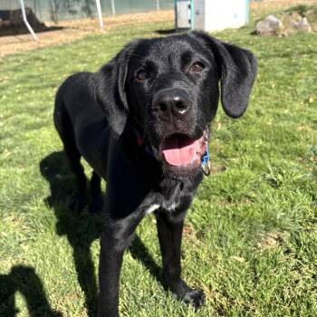 Mojito -  Mixed Breed Dog for Adoption in Medford, Oregon - Mojito | PetCurious