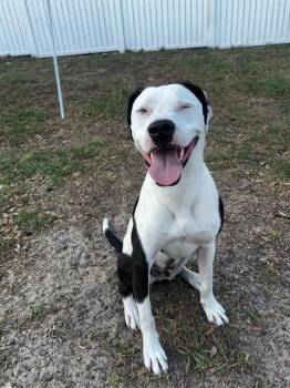 Hound and Mixed Breed Dogs Available for Adoption in Ocala, Florida - BISHOP | PetCurious