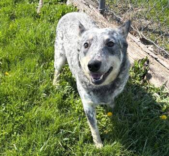 Australian Cattle Dog Blue Heeler Dogs Available for Adoption in Hartford City, Indiana - Lilo | PetCurious