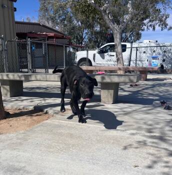 Labrador Retriever and Pit Bull Terrier Dogs Available for Adoption - Lambeau | PetCurious