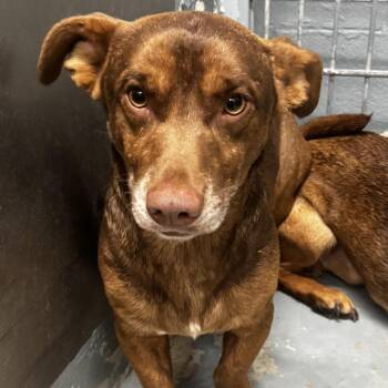 Dachshund and Mixed Breed Dogs Available for Adoption in Aldie, Virginia - Treble Clef | PetCurious