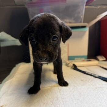Labrador Retriever and Mixed Breed Dogs Available for Adoption in Tuscaloosa, Alabama - TUSC-Stray-84574_2_3_4 | PetCurious