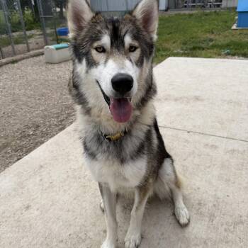 Simba -  Husky Dog for Adoption in Spencer, Iowa - Simba | PetCurious