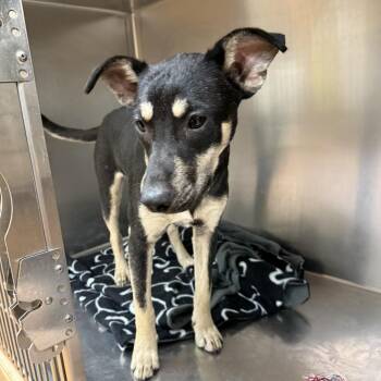 Mixed Breed Dogs Available for Adoption - SFTS-Stray-10094 | PetCurious