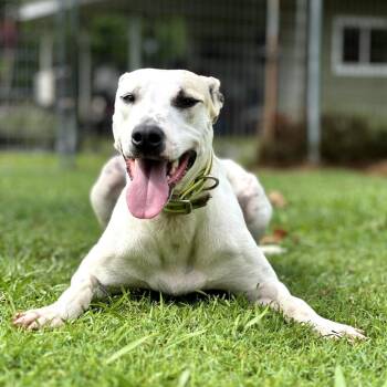 Coonhound and Mixed Breed Dogs Available for Adoption - Houston | PetCurious