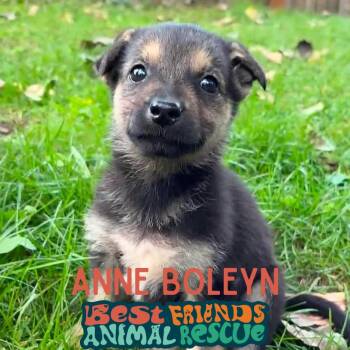 Anne Boleyn -  Shepherd Dog for Adoption in Wasilla, Alaska - Anne Boleyn | PetCurious