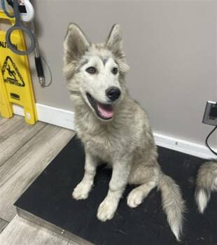 OSPREY -  Husky Dog for Adoption in Redlands, California - OSPREY | PetCurious