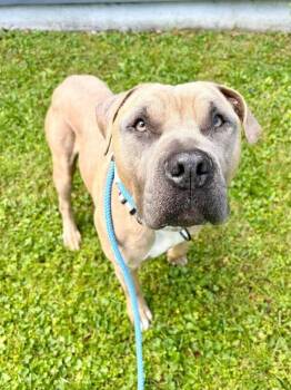 The Chosen One -  Mixed Breed Dog for Adoption in Cincinnati, Ohio - The Chosen One | PetCurious