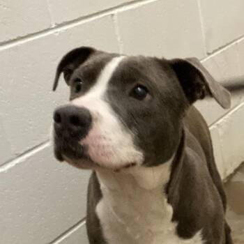 Pit Bull Terrier Dogs Available for Adoption in Tupelo, Mississippi - Thor - 121807T | PetCurious